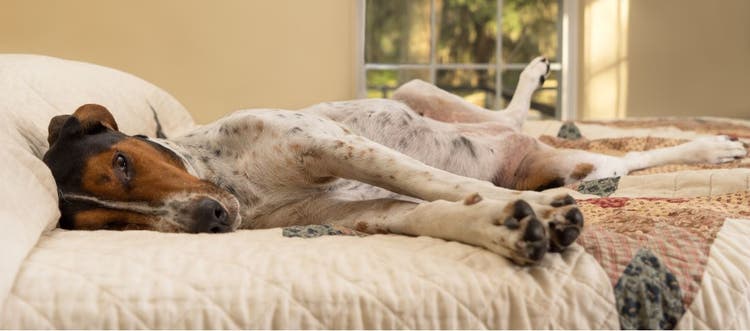 A Treeing Walker Coonhound dog lies down because of a stomach ache.