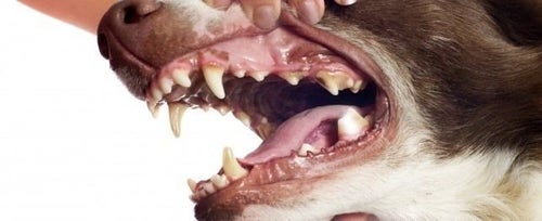 Canine halitosis sales