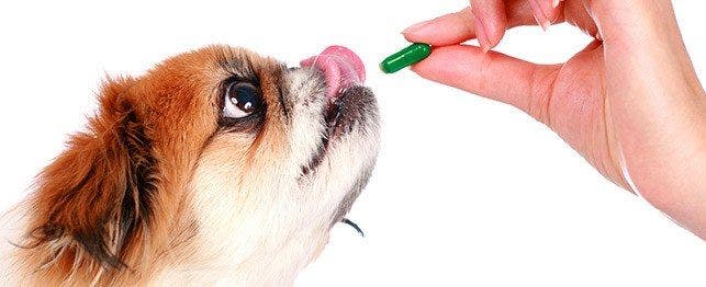 How to Give a Dog a Pill Without Food  