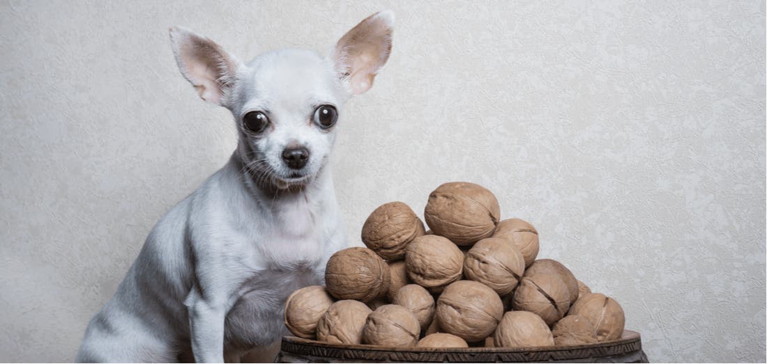 which nuts are toxic to dogs