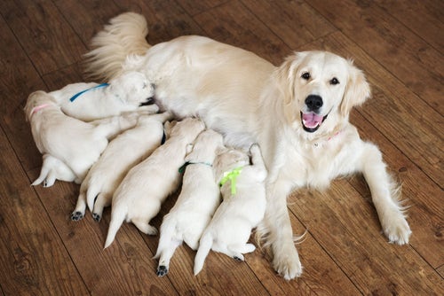how many puppies are there