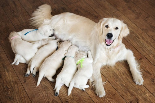 Giving milk shop to dogs