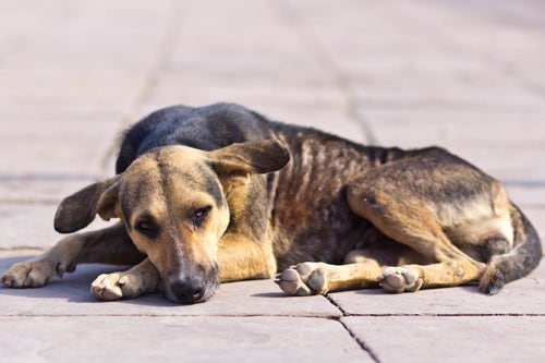 Lethargy and loss of appetite sale in dogs