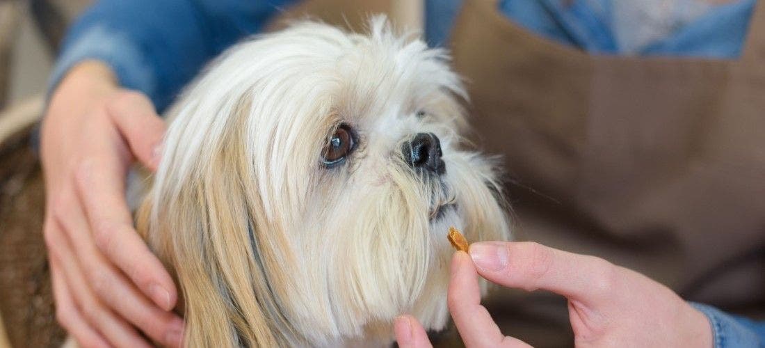 Do Dogs Need Vitamins? Here's What A Vet Thinks - DodoWell - The Dodo