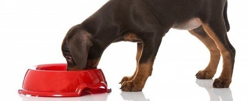 When To Change from Puppy to Adult Food PetPlace