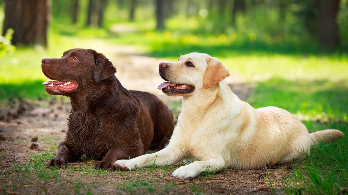 Hermaphrodite and Pseudohermaphrodite in Dogs | PetPlace.com