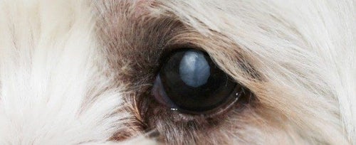 how can i help my dog with cataracts