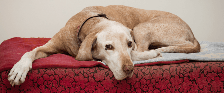An older dog suffering from Cushing's Disease.