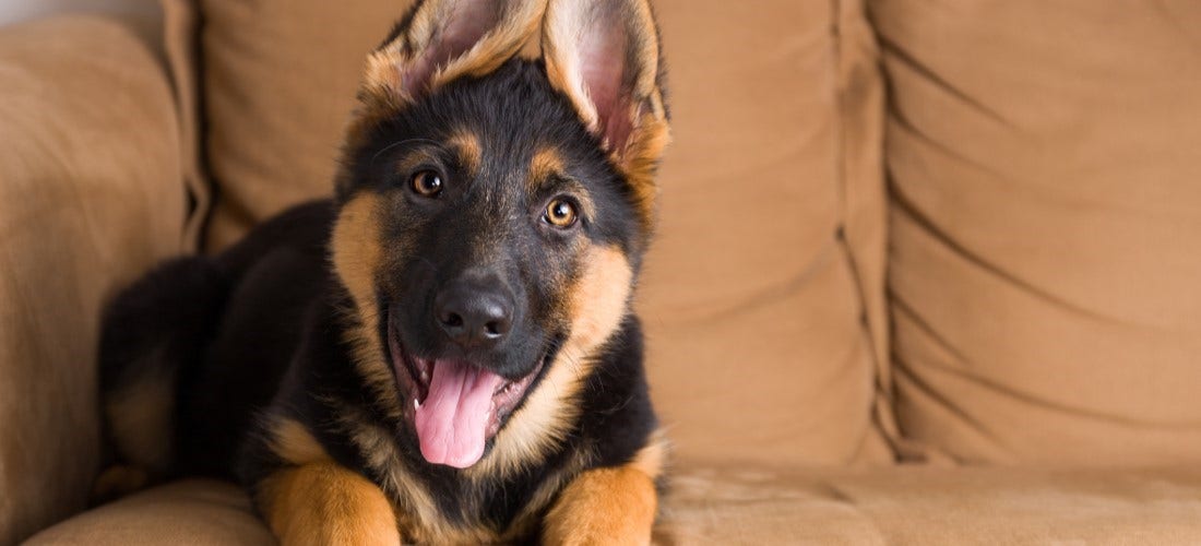 German shepherd hotsell allergic to chicken