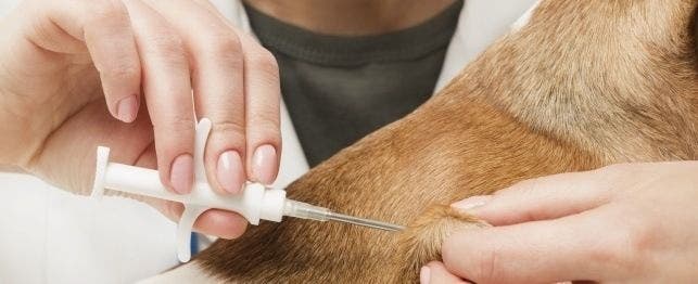 Microchip coming best sale out of dog