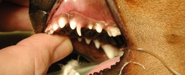 what happens to a dogs baby teeth