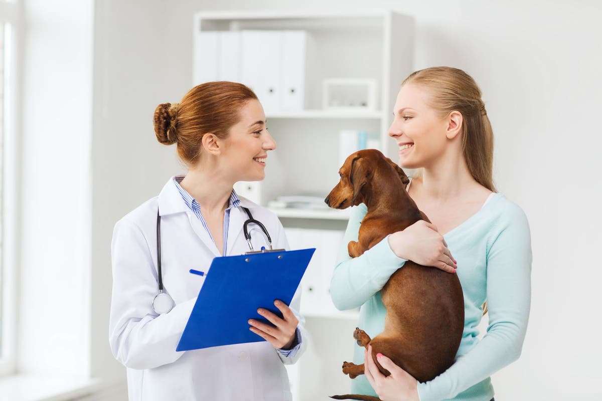 understanding-blood-work-the-biochemical-profile-for-dogs