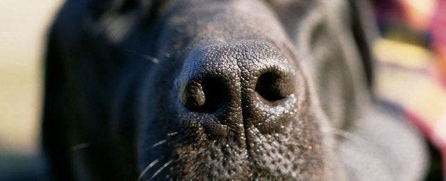 how do i know if my dog has nasal mites