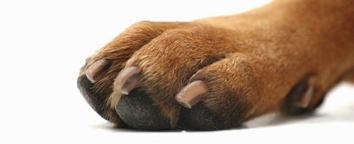 Summer Paw Pad Injuries &amp; Paw Pad Care for Dogs
