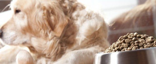 How Pet Food Can Make Your Dog Sick PetPlace