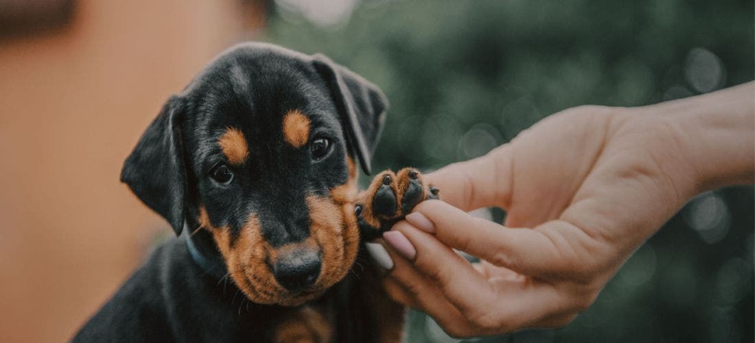 https://www.petplace.com/article/dogs/pet-health/media_1c226f4217abf0f675f080b1bf6045b2fba915b3e.jpeg?width=1200&format=pjpg&optimize=medium