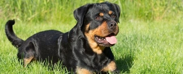 Symptoms, Diseases and Conditions of Rottweiler Dogs | PetPlace.com