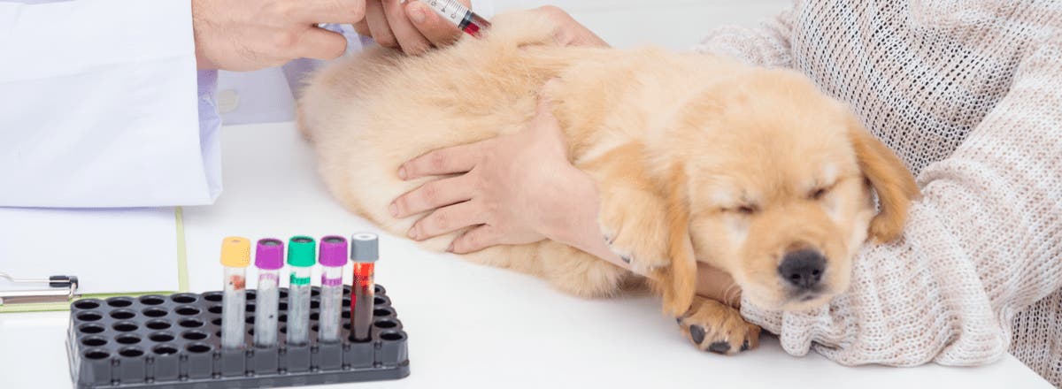 Hypoglycemia Low Blood Sugar in Dogs PetPlace