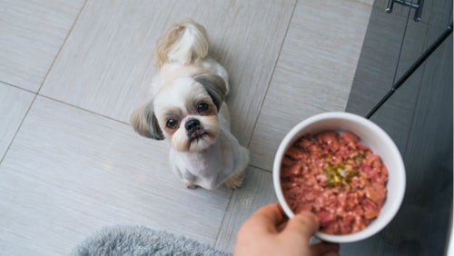 Can My Dog Eat This Emergency Dog Food Alternatives PetPlace