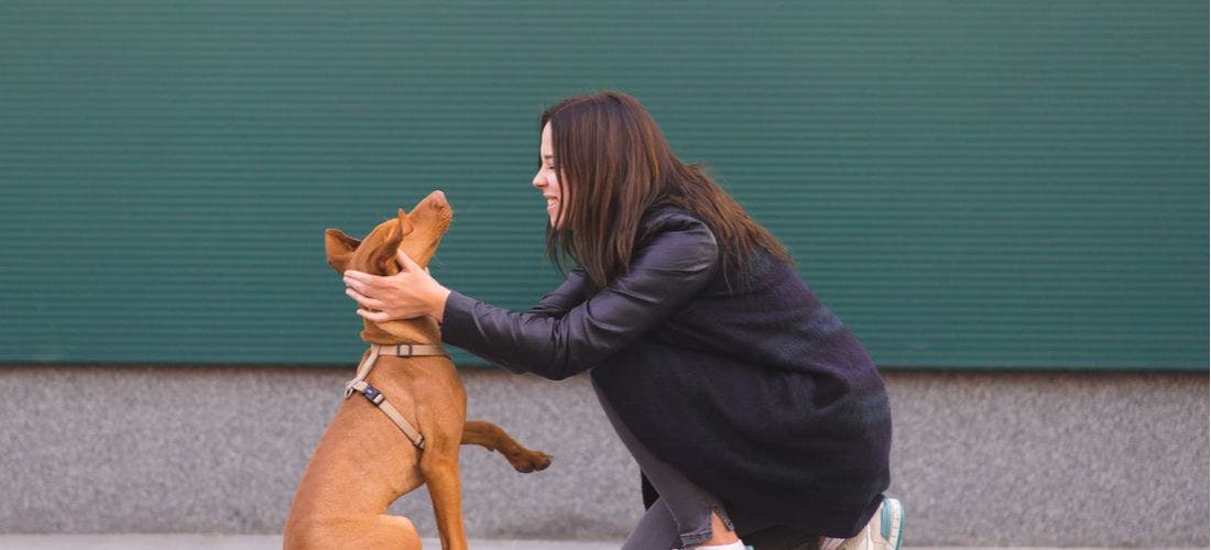 Wisdom panel breed sales library