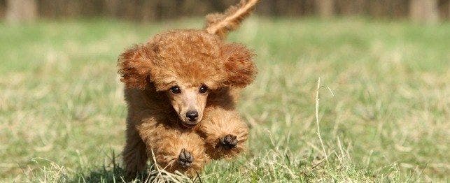 Toy Poodle Profile: Health Issues, Size, and Care