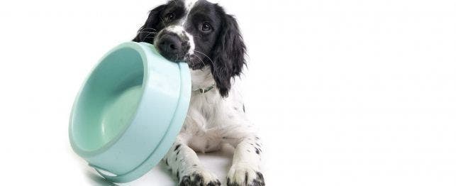 Feeding Your Dog: Answers to Common Questions