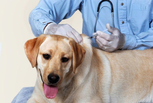 Emergency rooms hot sale for dogs