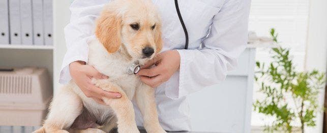 what diseases can my puppy catch