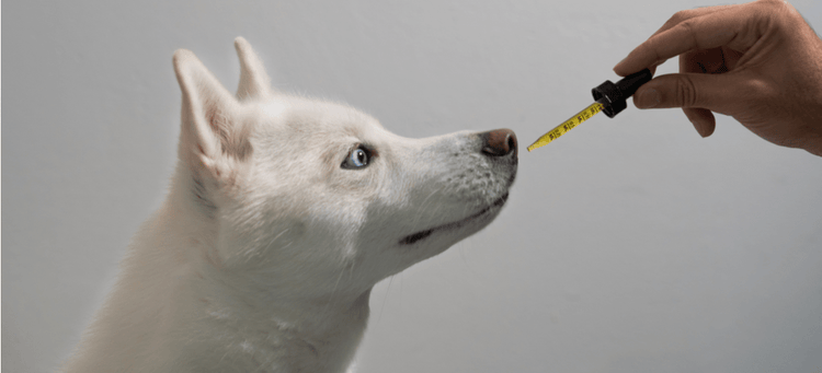 A white dog taking Omega-3 fatty acids, which help with inflammation.