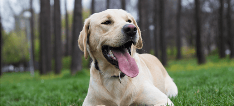 A yellow Labrador Retriever sits in the grass and smiles.