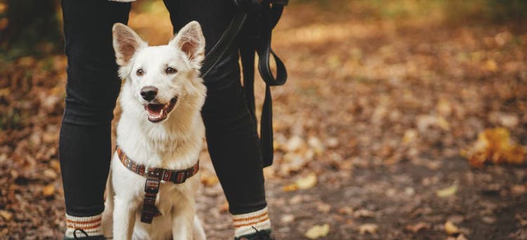 Be prepared to ensure a safe hiking trip with your dog.