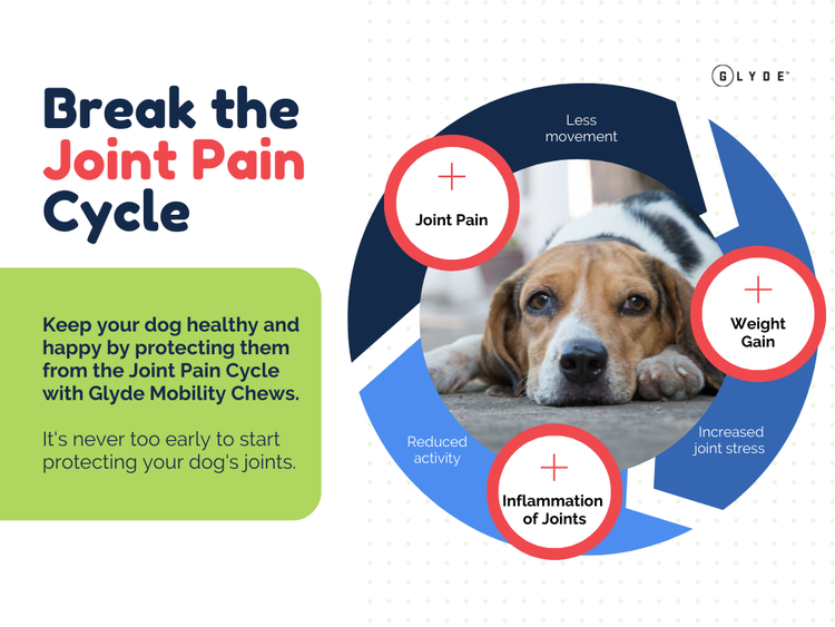 Break the Joint Pain Cycle in Dogs