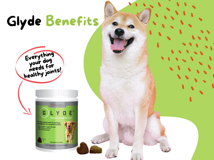 Glyde Benefits for Dogs