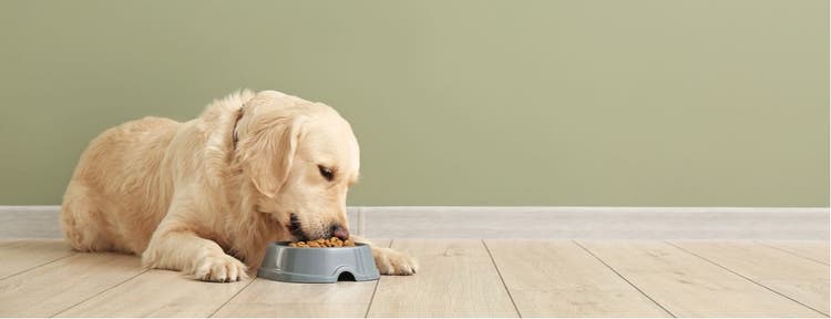 A dog eats from their bowl in front of a green wall.