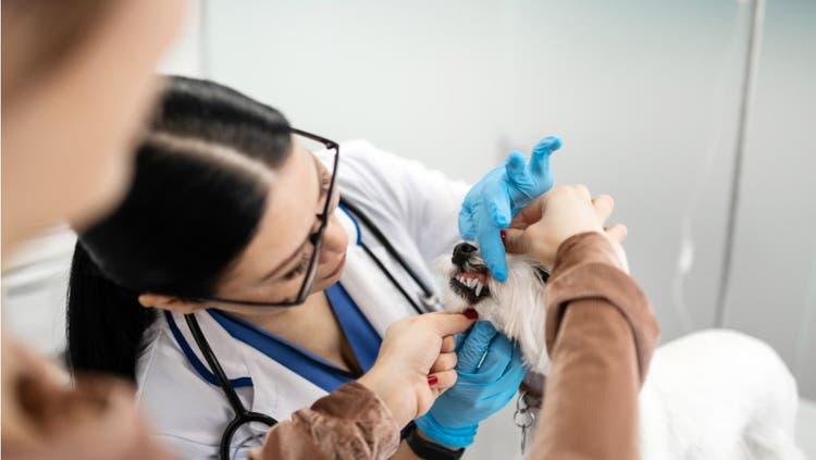 Dental Specialist examines dog's teeth.