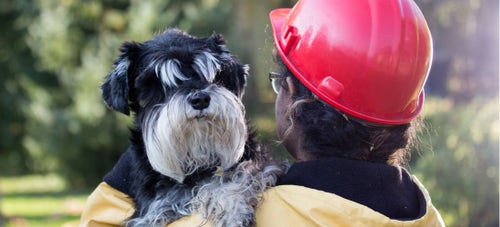 can dogs tell when a earthquake is coming