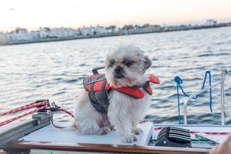 boating with pets