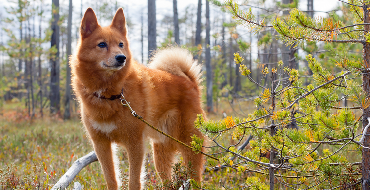 Selecting a Finnish Spitz Puppy