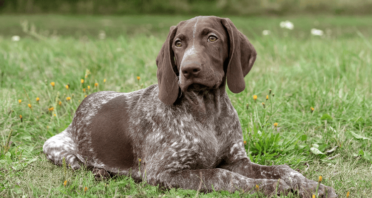 Selecting a German Shorthaired Pointer