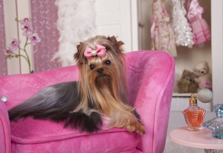 An adorable female dog resting on a pink couch.