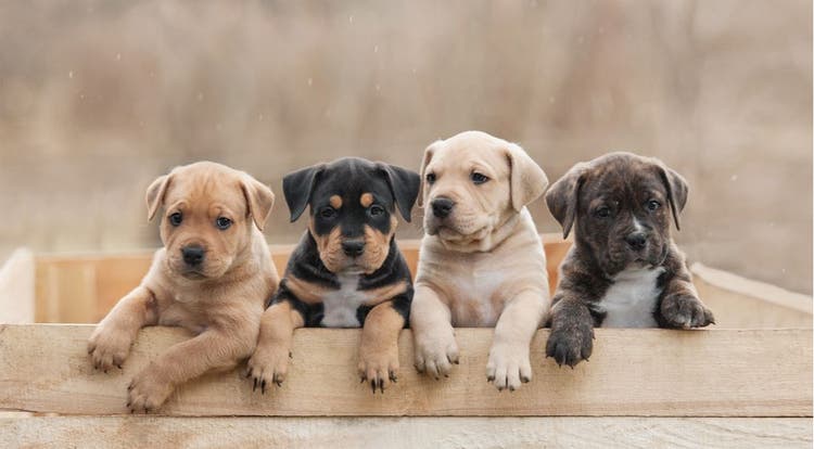 Getting a new dog? Here are the 1,200 best pet names of 2023.