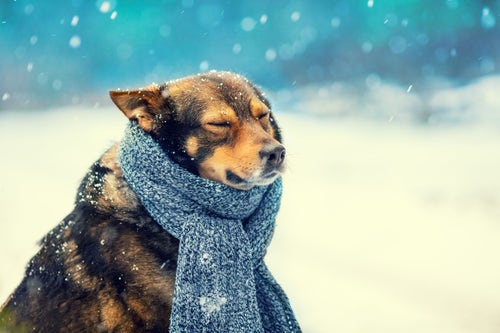 how long can dogs stay outside in cold weather