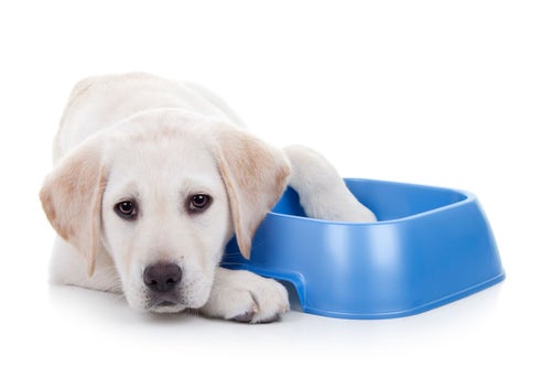 How much should outlet a labrador puppy eat