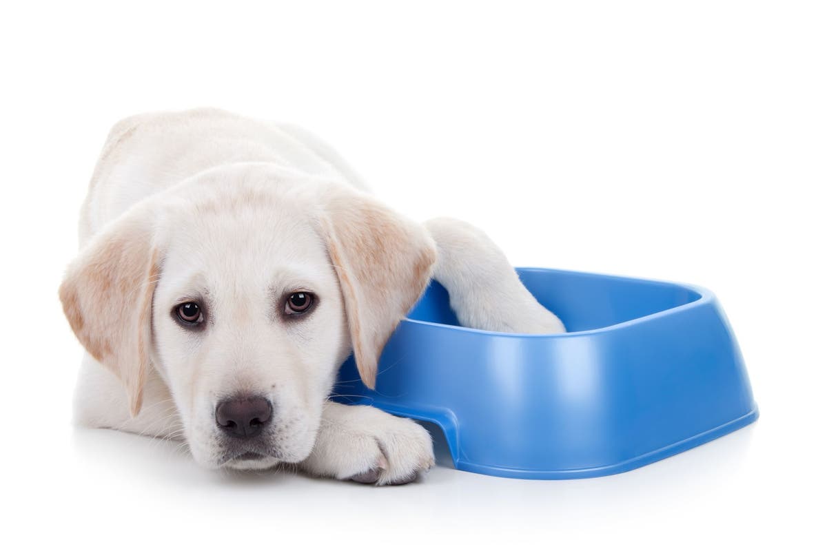 Feeding a 2024 labrador puppy