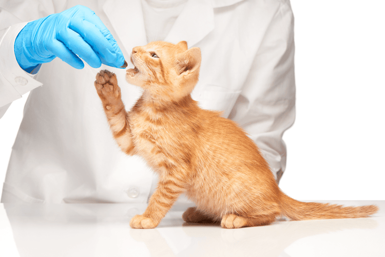 A blue-gloved veterinarian administers a flunixin pill to a ginger kitten.