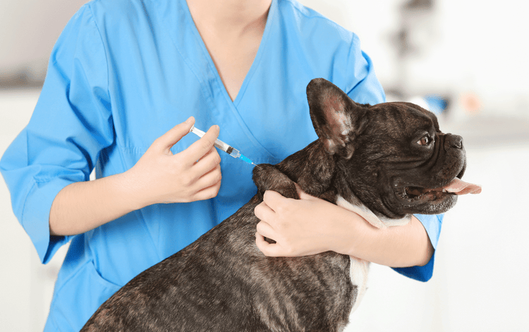 A veterinarian injects a black French Bulldog with Mannitol