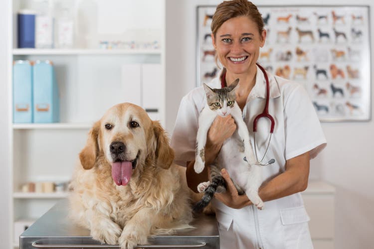 Levetiracetam (Keppra®) for Dogs and Cats PetPlace