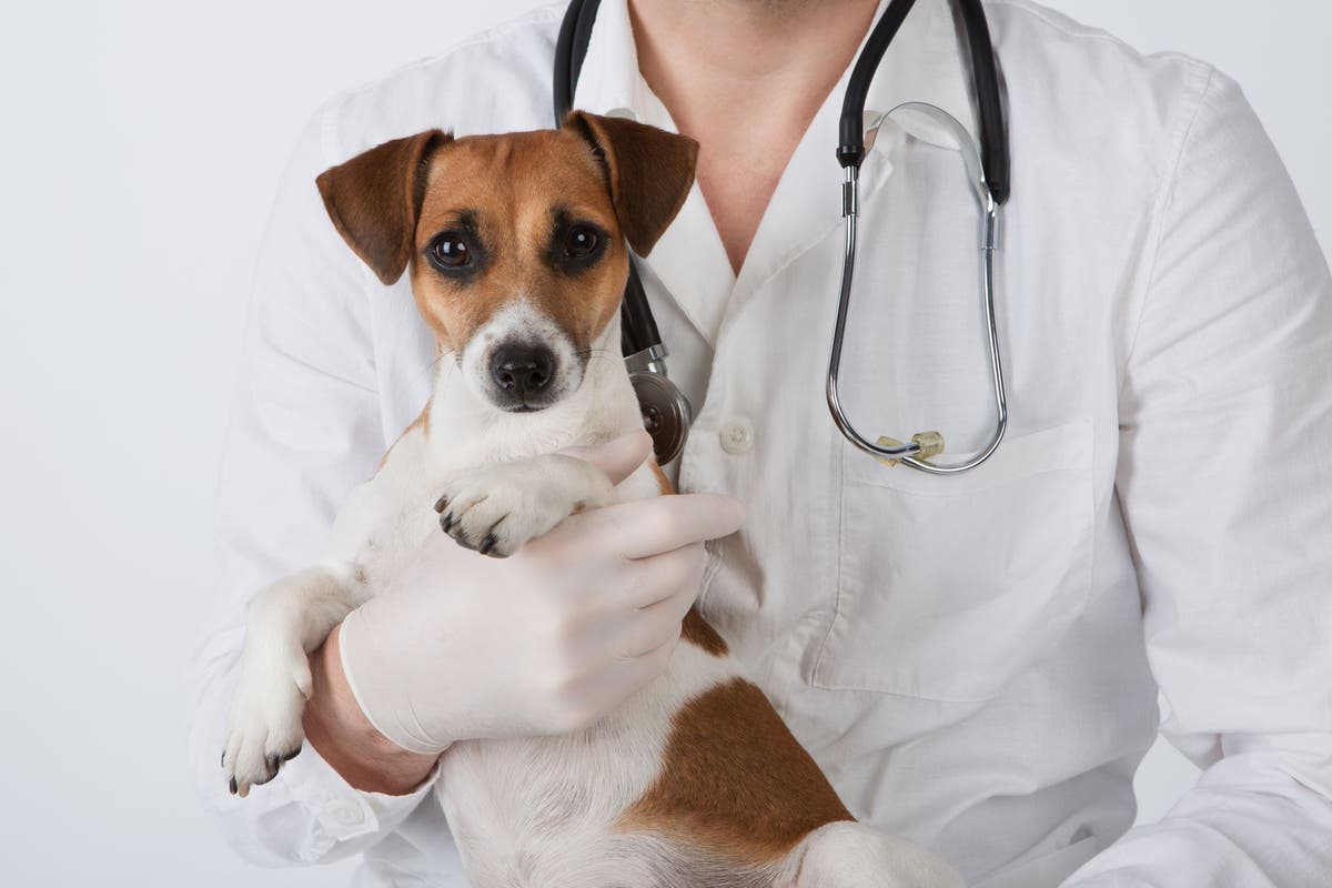 Atropine eye outlet drops for dogs