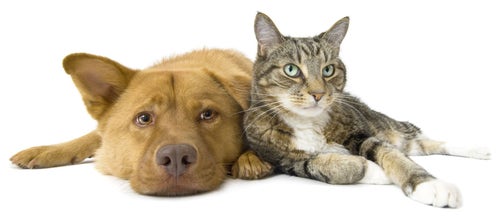 Doxycycline (Vibramycin®) For Dogs And Cats | Petplace.Com