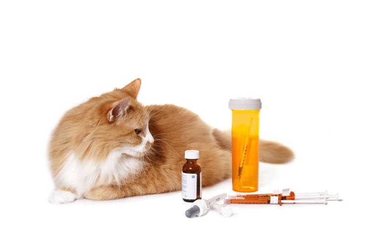 pantoprazole for dogs and cats